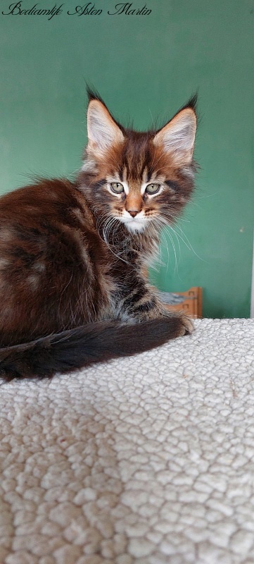 Bodiamlife Aston Martin - Кошеня мейн-кун 2 місяця