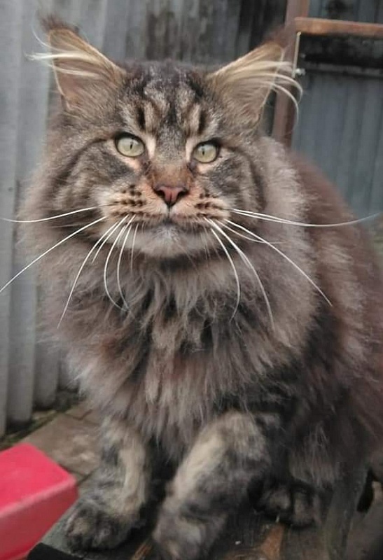 Handy Dandy Octavian August Silver - maine-coon