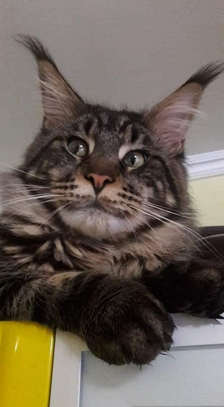 Handy Dandy Octavian August Silver - maine-coon