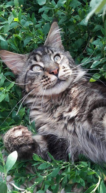 Handy Dandy Octavian August Silver - maine-coon