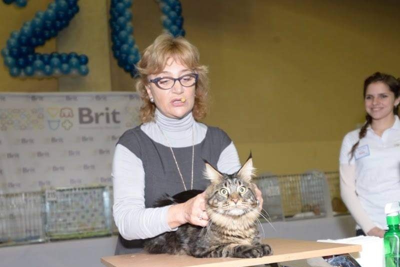 Handy Dandy Octavian August Silver - maine-coon