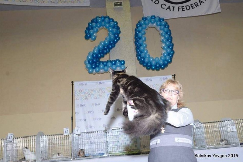 Handy Dandy Octavian August Silver - maine-coon