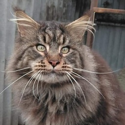 Handy Dandy Octavian August Silver