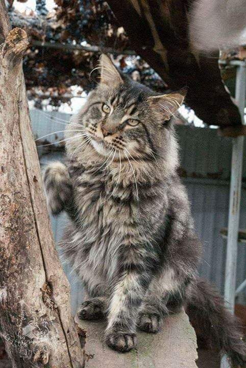 Handy Dandy Octavian August Silver - maine-coon