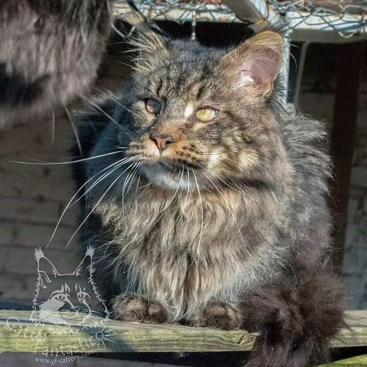 Handy Dandy Octavian August Silver - maine-coon