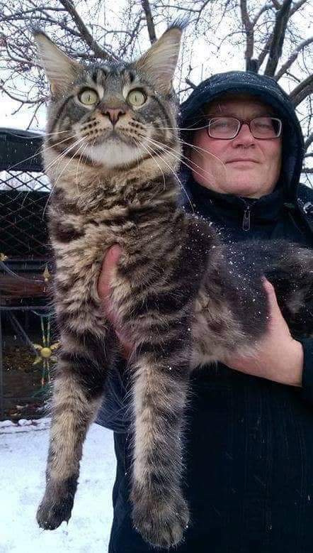 Handy Dandy Octavian August Silver - maine-coon