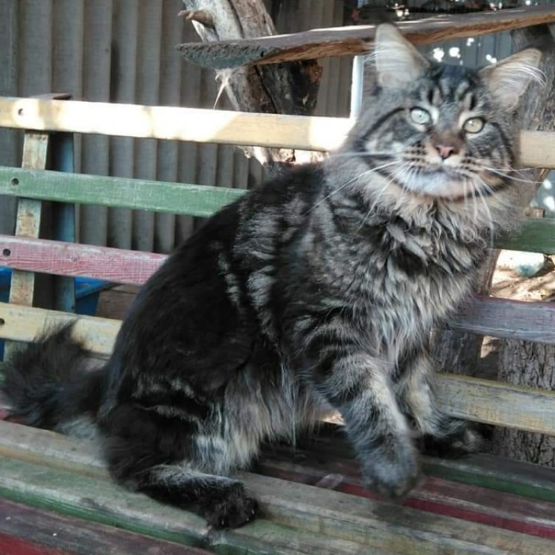 Handy Dandy Octavian August Silver - maine-coon