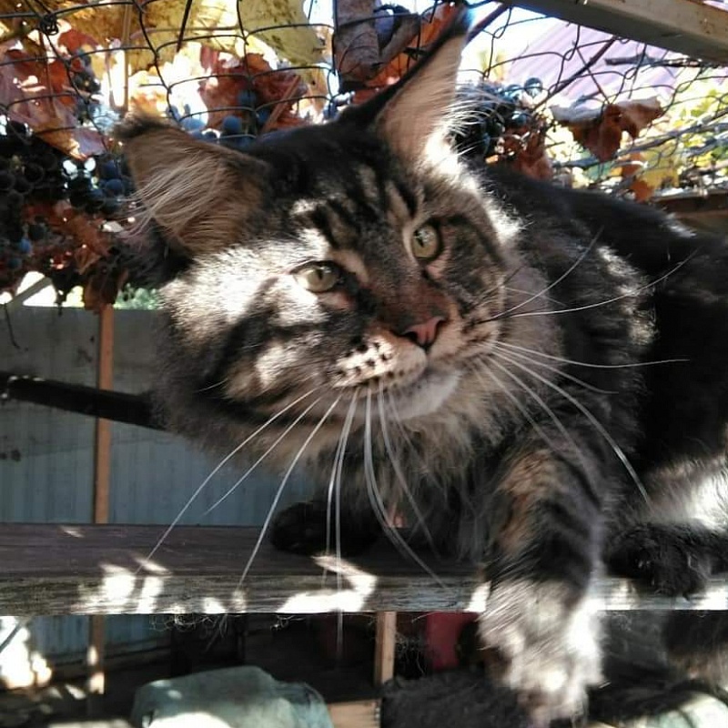 Handy Dandy Octavian August Silver - maine-coon