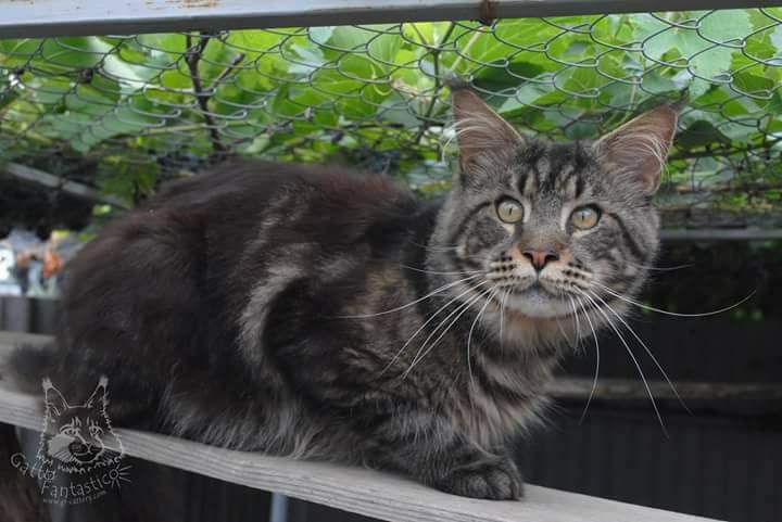 Handy Dandy Octavian August Silver - maine-coon