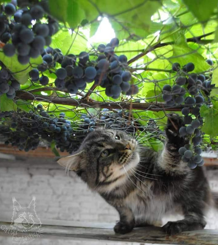 Handy Dandy Octavian August Silver - maine-coon