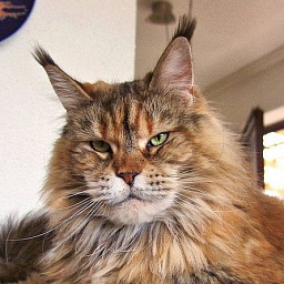 Pillowtalk's Tara Lynn