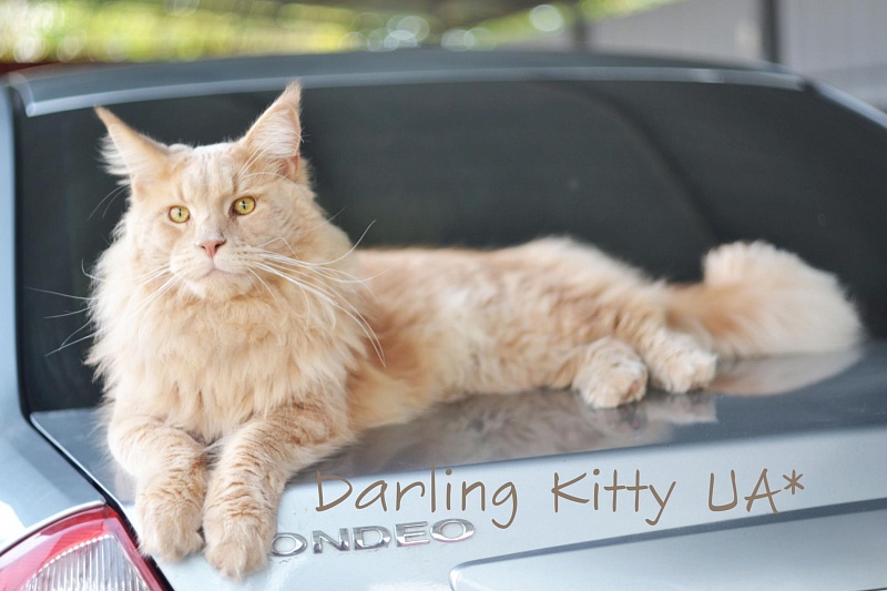 Pillowtalk's Uzarro - maine-coon