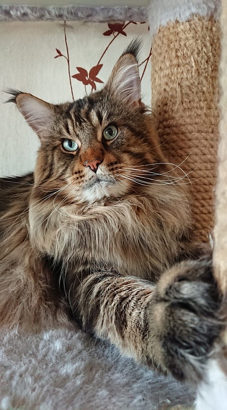 Ultraviolet Al Pacino - maine-coon