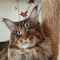 Ultraviolet Al Pacino