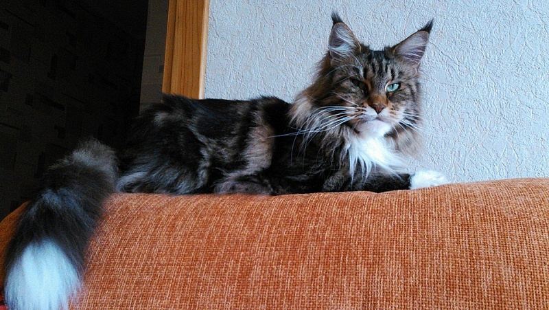 Iris Krasnyi Dar - maine-coon