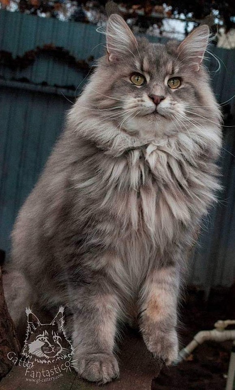 Ultraviolet Deja Vu - maine-coon