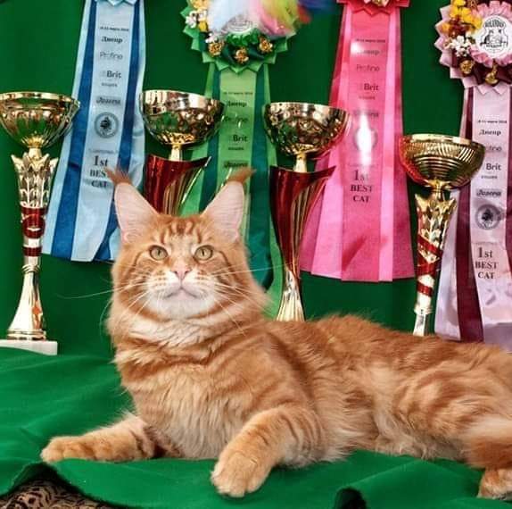 Gatto Fantastico Buffon - мейн-кун