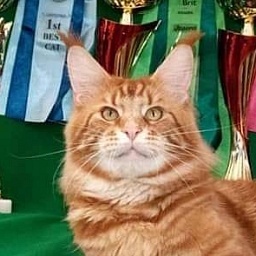 Gatto Fantastico Buffon