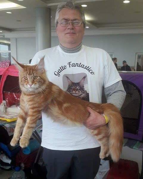 Gatto Fantastico Buffon - мейн-кун