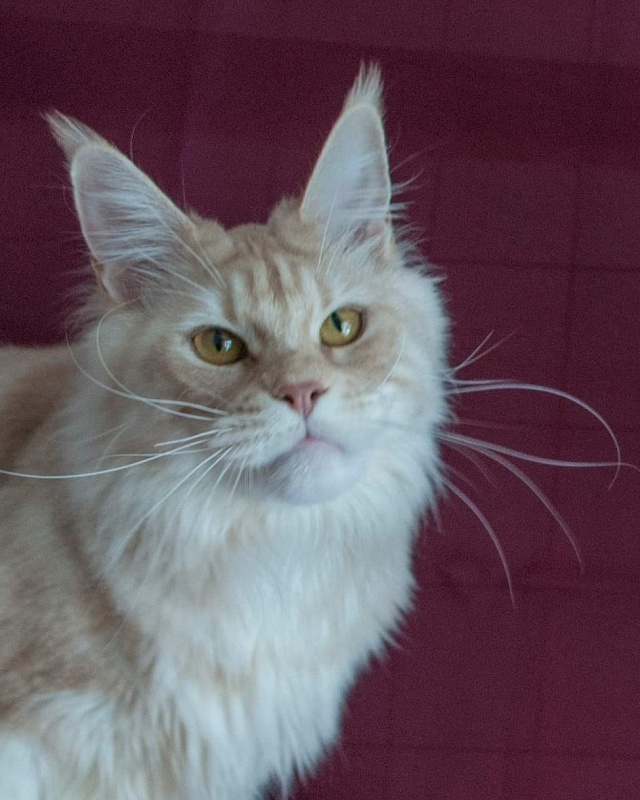 Great Soul Umma - maine-coon