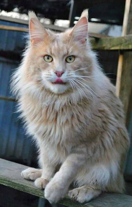 Gatto Fantastico Norris - maine-coon