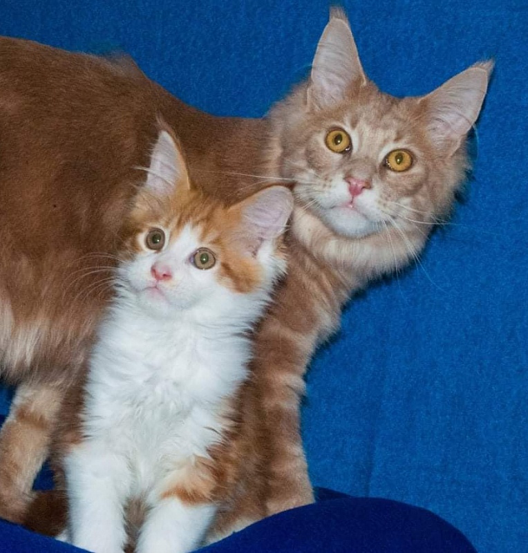 Gatto Fantastico Norris - maine-coon