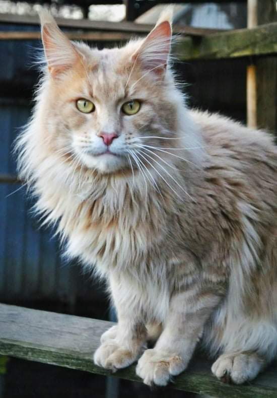 Gatto Fantastico Norris - maine-coon
