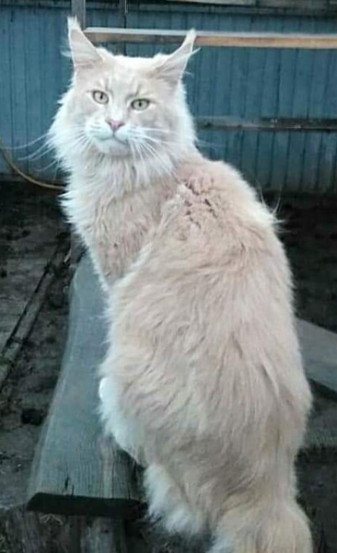 Gatto Fantastico Norris - maine-coon