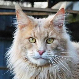 Gatto Fantastico Norris