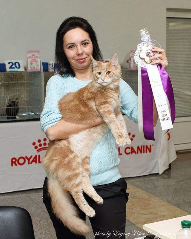 Gatto Fantastico Norris - maine-coon