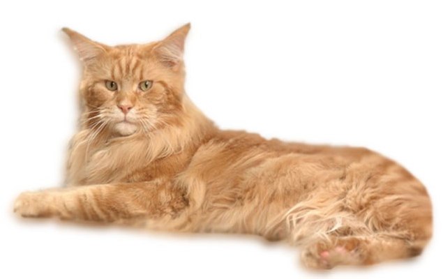 Fribanikos Al Capone - мейн-кун