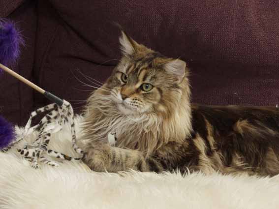 Godiva zur Waldemaine - maine-coon