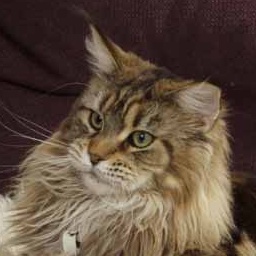 Godiva zur Waldemaine