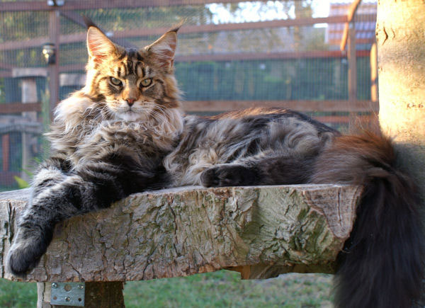 Coonforest Scrooge - maine-coon