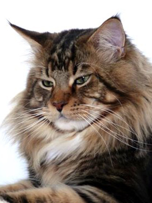 Light My Fire Aspenville - maine-coon 06/03/2008