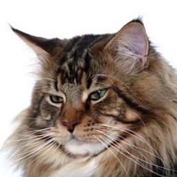 Light My Fire Aspenville