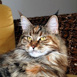 Goldie Rose Villa Park