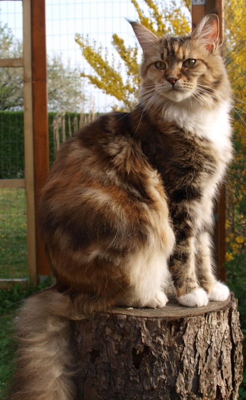 Lastada Villa Park - maine-coon 04/27/2009