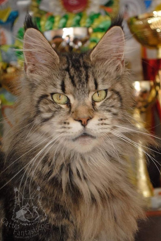 Handy Dandy Sunflower - maine-coon