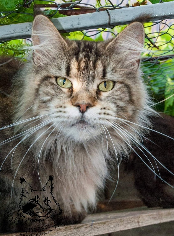 Handy Dandy Sunflower - maine-coon