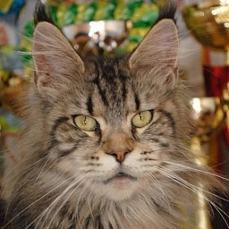 Handy Dandy Sunflower