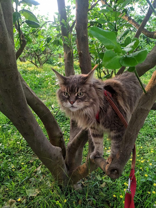 Gatto Fantastico Xavier - Adult maine-coon 3 years 8 months 2 weeks