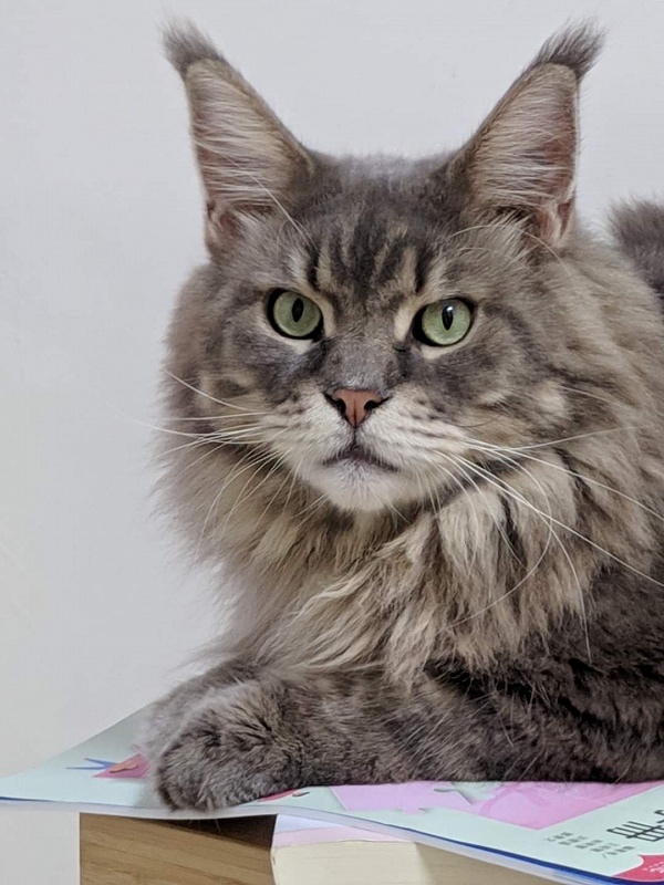 Gatto Fantastico Xavier - Adult maine-coon 3 years 11 months 3 weeks