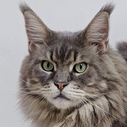 Gatto Fantastico Xavier