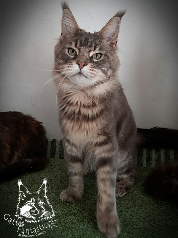 Gatto Fantastico Xavier - Adult maine-coon 1 year 9 months
