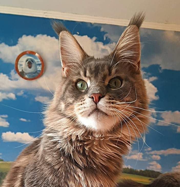 Gatto Fantastico Xavier - maine-coon