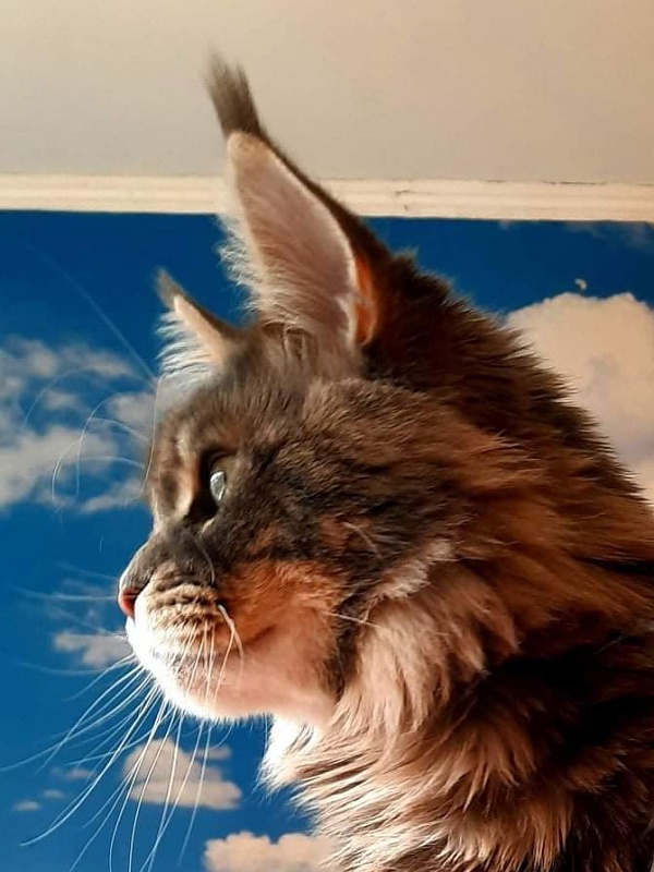 Gatto Fantastico Xavier - maine-coon