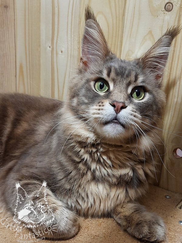 Gatto Fantastico Xavier - Adult maine-coon 1 year 8 months 3 weeks