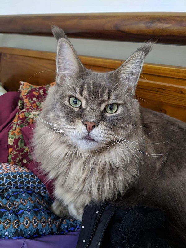 Gatto Fantastico Xavier - Adult maine-coon 3 years 5 months 3 weeks