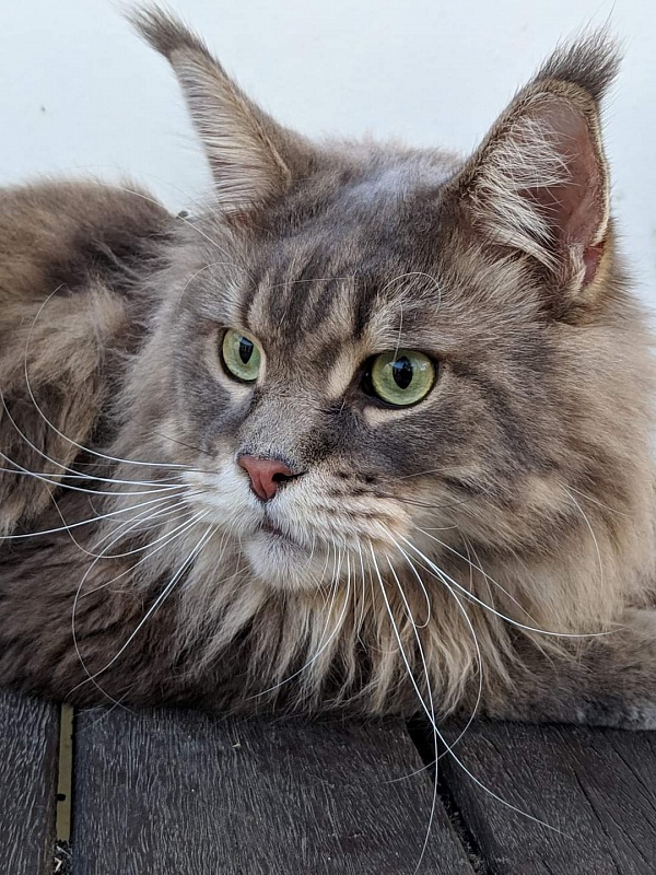Gatto Fantastico Xavier - Adult maine-coon 3 years 7 months 1.5 week